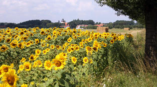 Sonnenblumenfeld bei Hornow